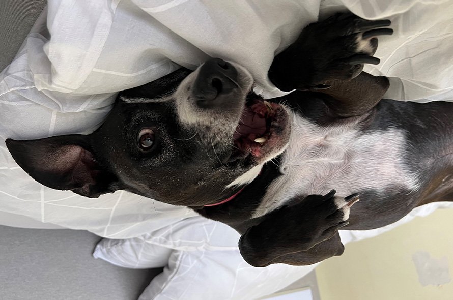 Black and white dog laying upside down on a bed