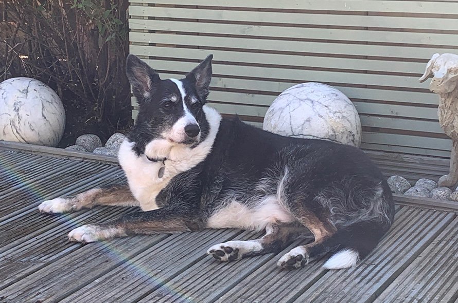 Old collie laying on decking