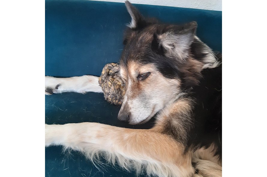 Shepherd dog laying on sofa 