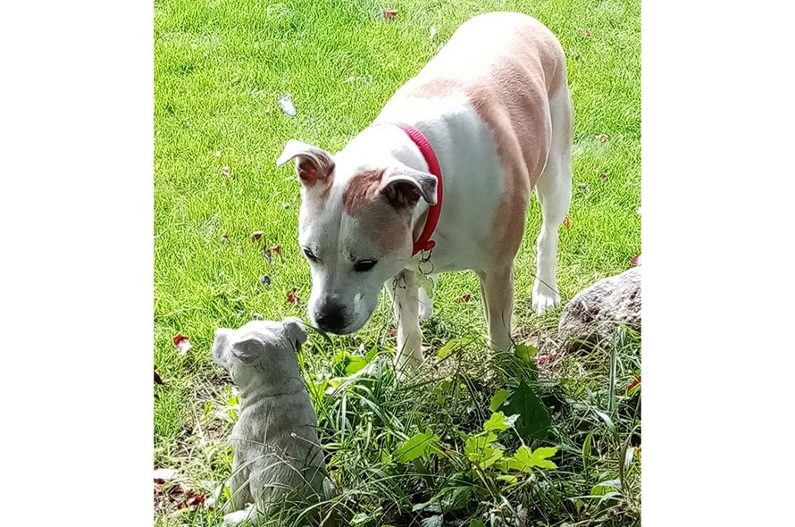 Dog sniffing dog statue in garden