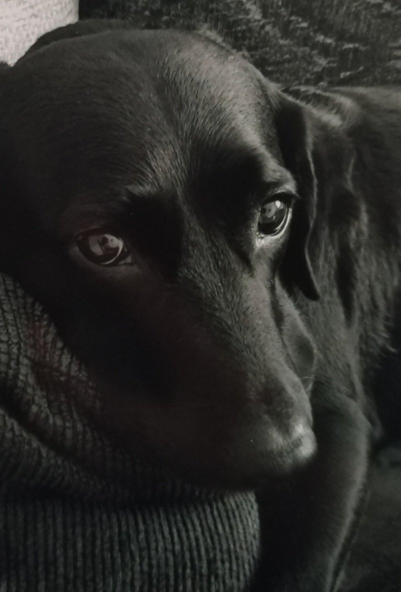 In loving memory of Holly