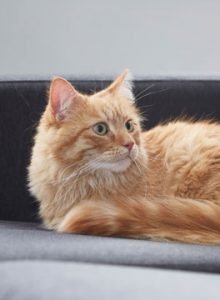 In loving memory of Sally