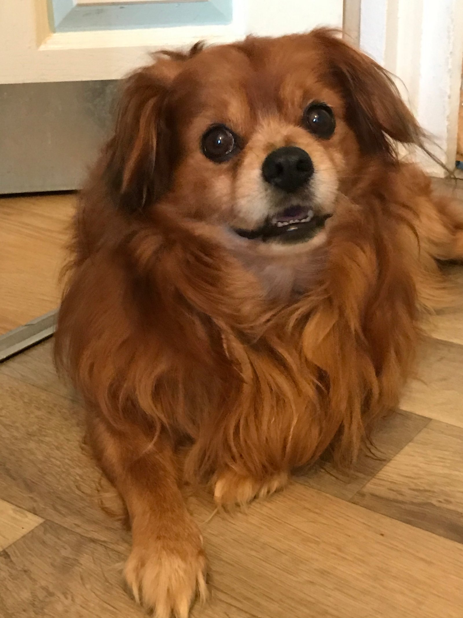 In loving memory of Pickle