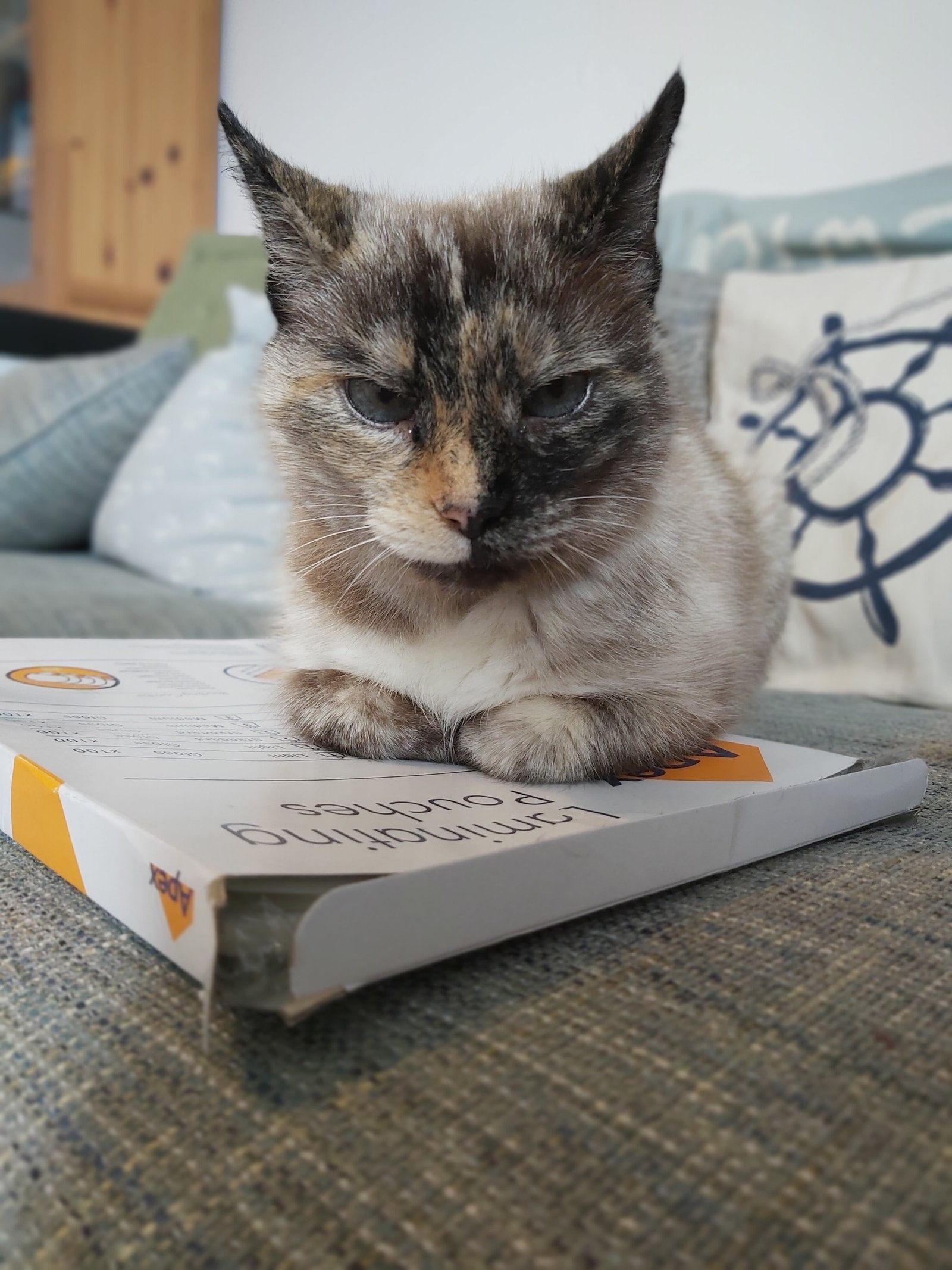 In loving memory of Lilith