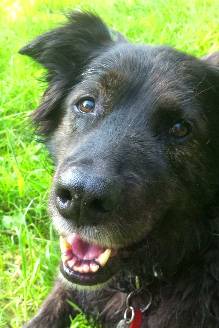 In loving memory of lucky