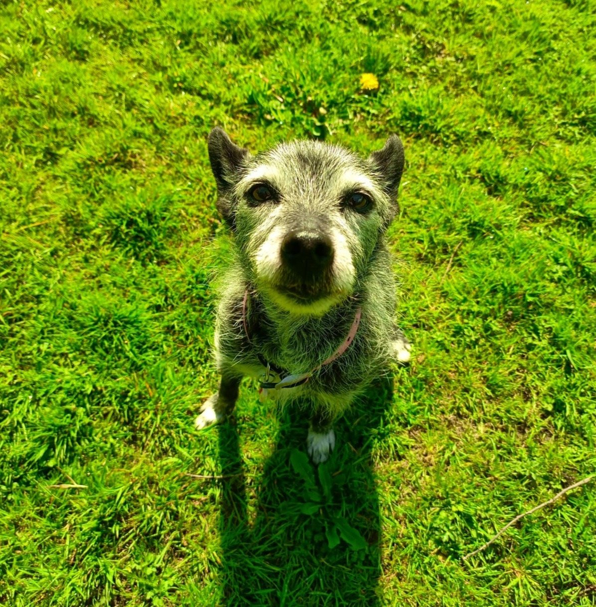 In loving memory of Maddie