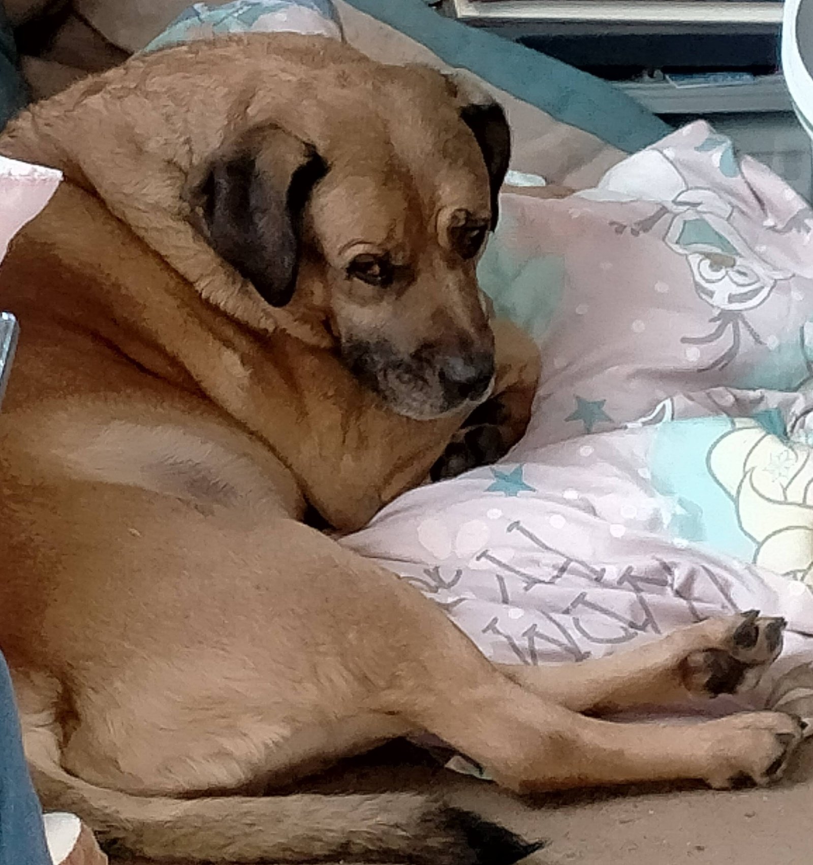 In loving memory of Tessie