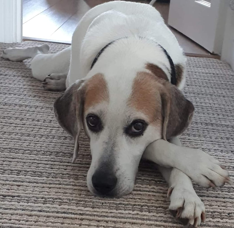 In Loving Memory of Jackson