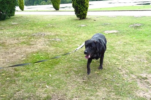 In loving memory of Sky