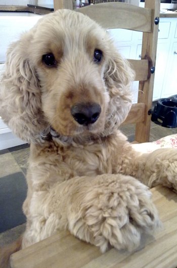 In loving memory of Bailey