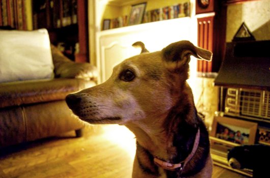 In loving memory of Ellie