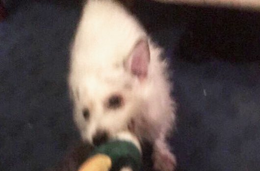 In loving memory of Milo