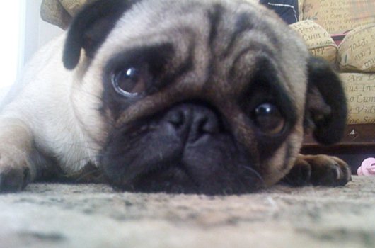 In loving memory of Daisy