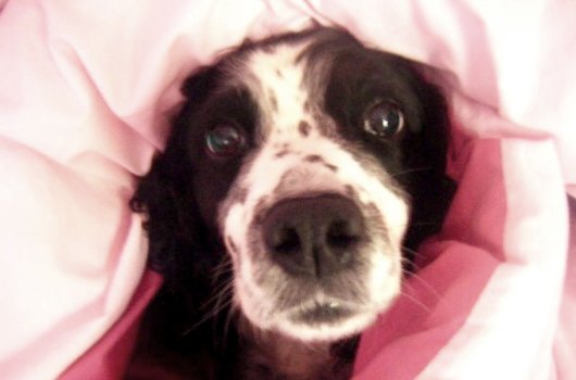 In loving memory of Bracken