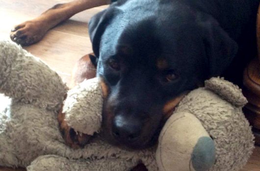 in loving memory of Ty