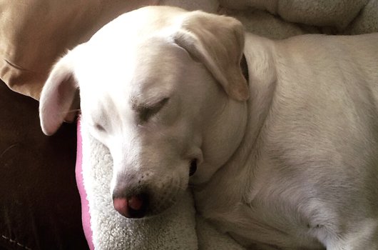 In loving memory of Sophie