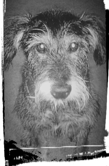 In loving memory of Phyllis