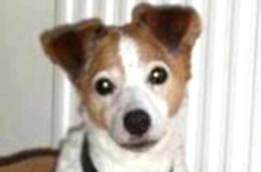 In loving memory of Pippa