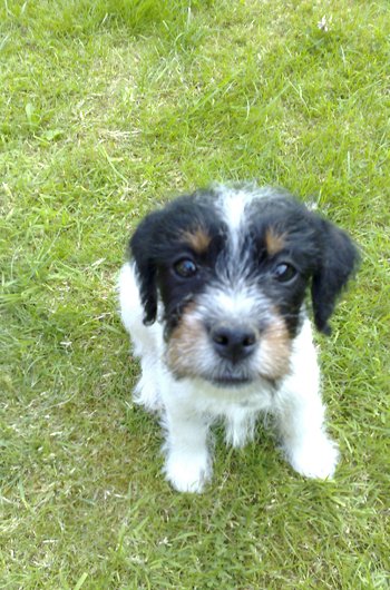 In loving memory of Kipper