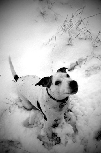 In loving memory of Millie