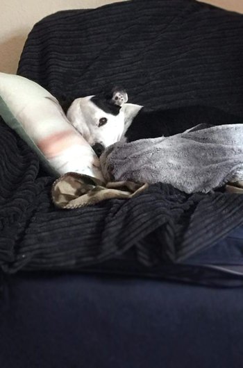 In loving memory of Bailey