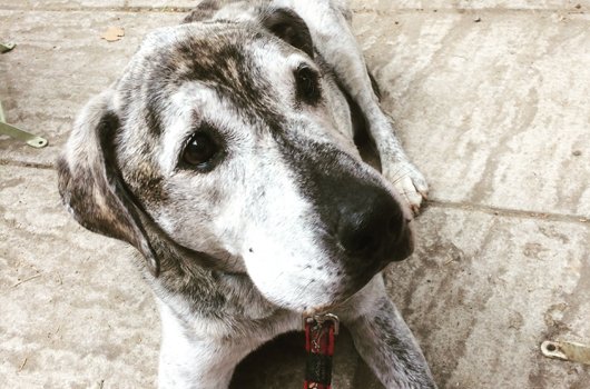 In loving memory of Kip