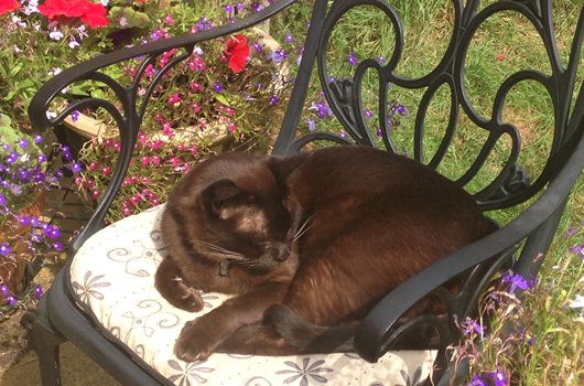 In loving memory of Babu