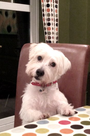 In loving memory of Miles