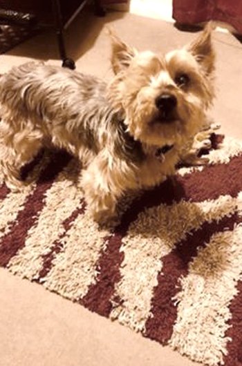 In loving memory of Henry