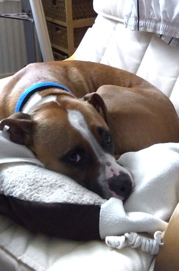 In loving memory of Rocky