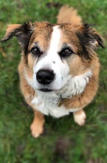 In loving memory of Paddy