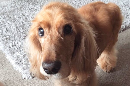 In loving memory of Cooper