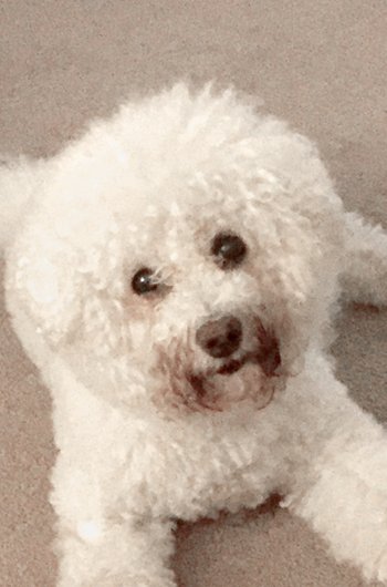 In loving memory of Robbie