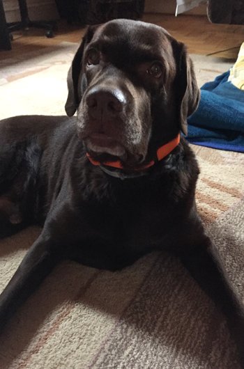 In loving memory of Kokos