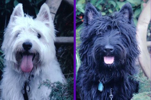 In loving memory of Bengy and Max