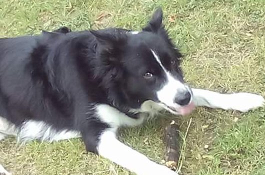 In loving memory of Luna