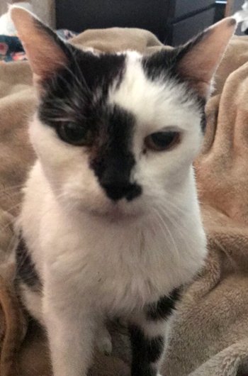 In loving memory of Pebbles