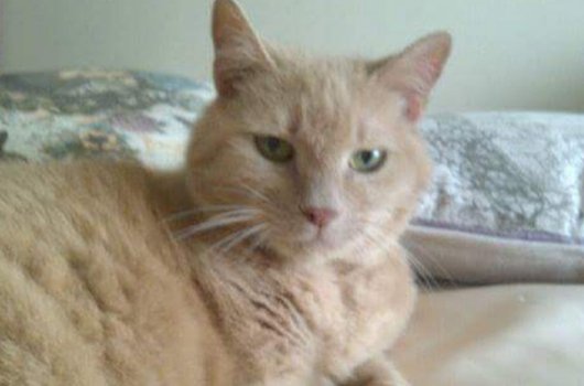 In loving memory of Peache