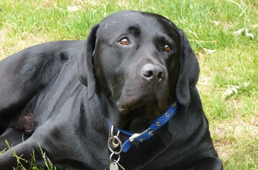 In loving memory of Zak