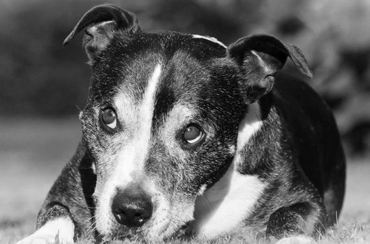 In loving memory of Harvey