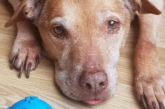 In loving memory of Skie