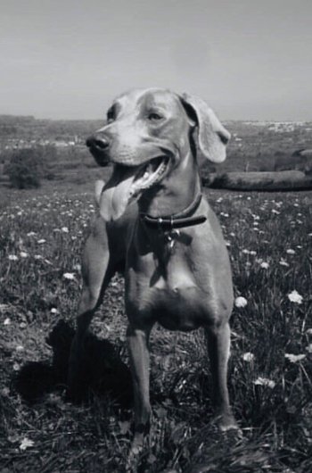 In loving memory of Woody