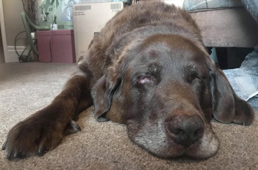 In loving memory of Charlie (The Big Lad)