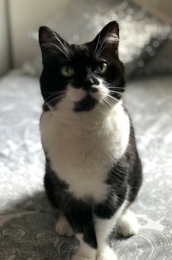 In loving memory of Duchess