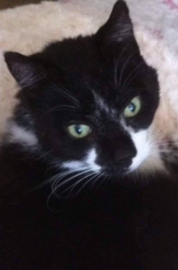 In loving memory of Whiskers