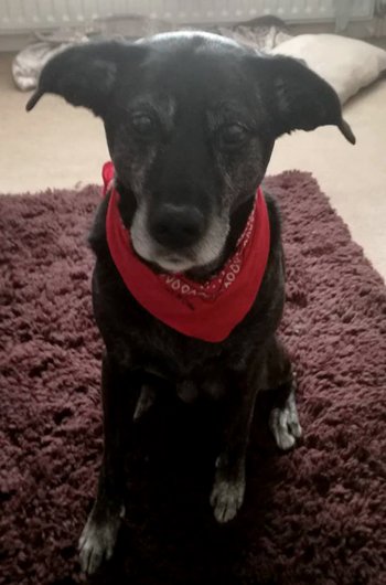 In loving memory of Tyr