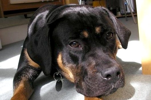 In loving memory of Molly