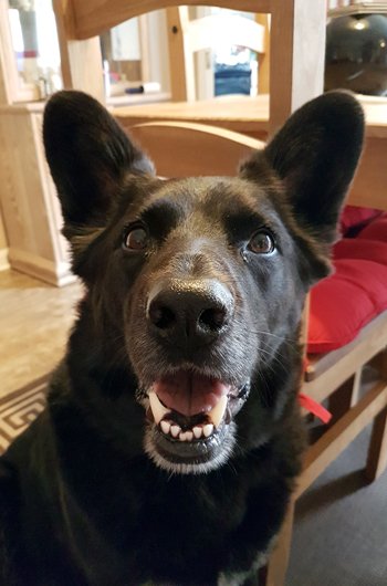 In loving memory of Alfie