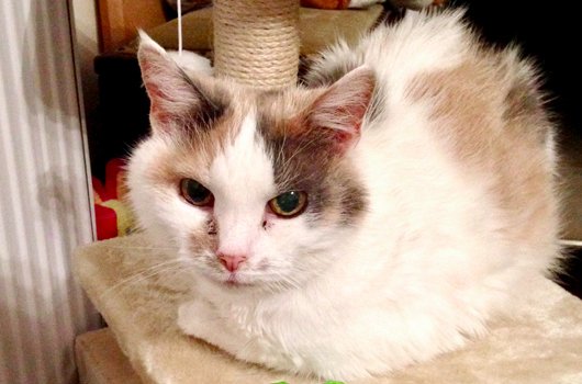 In loving memory of Pepsi