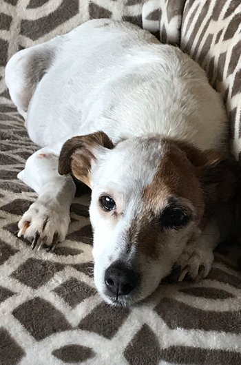 In loving memory of Roxie